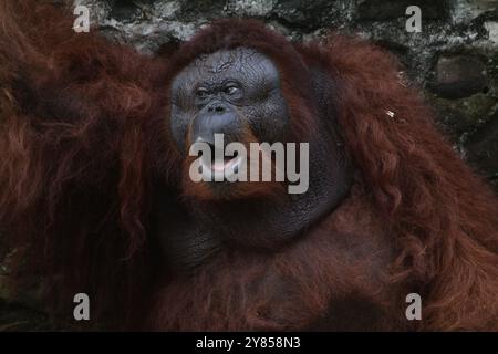 ritratto di un orangutan con una faccia scioccata Foto Stock