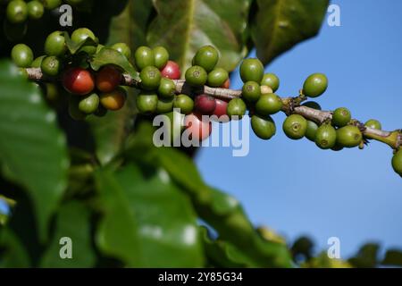 i frutti del caffè Foto Stock