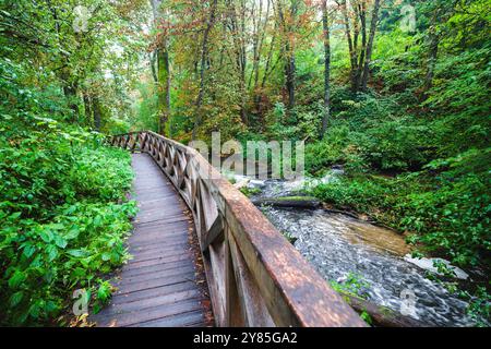 Una foresta magica pochi istanti dopo la pioggia. Colori succosi degli alberi. Una passerella lungo il fiume. Una foresta densa, selvaggia, bella. Czartowe Pole Nature Re Foto Stock