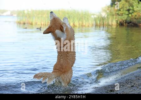 Simpatici corgi gallesi di pembroke che si divertono in acqua sulla spiaggia Foto Stock