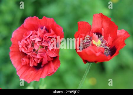 Un paio di papaveri rossi accesi al sole Foto Stock