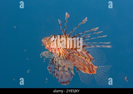 Primo piano di un leone rosso che nuota vicino alla superficie, sfondo blu, colori vivaci Foto Stock