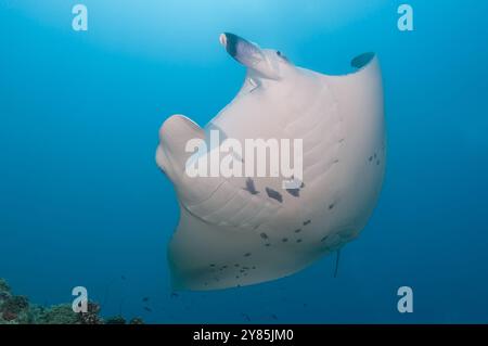 La manta della barriera corallina che mostra la sua superficie ventrale nuota sulla telecamera Foto Stock