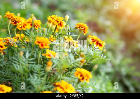 I fiori di tagete di calendula d'arancia crescono nel giardino su aiuole nelle soleggiate giornate estive. Concetto di giardinaggio, floricoltura, coltivazione di fiori fatti in casa Foto Stock