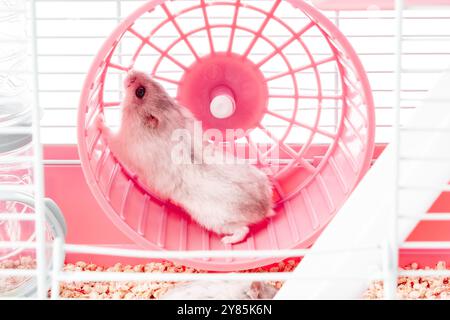 Un criceto giocoso corre energicamente sulla sua ruota all'interno di una gabbia luminosa e colorata Foto Stock