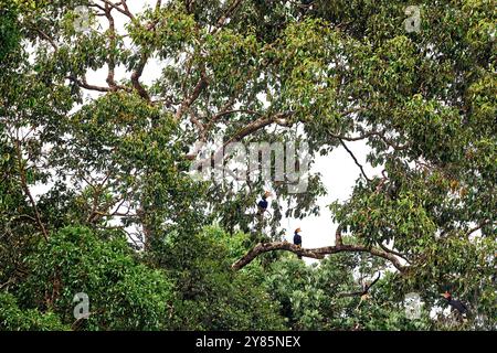 Hornbill nella foresta tropicale buia. Carpino del rinoceronte, rinoceronte di Buceros, grande uccello nero con becco di becco arancione nell'habitat naturale più gorgoglioso. Kinabatangan, Foto Stock