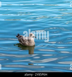 Un giovane gabbiano europeo di aringa (Larus argentatus) che galleggia in acque ondulate a settembre, Cornovaglia, Inghilterra, Regno Unito Foto Stock