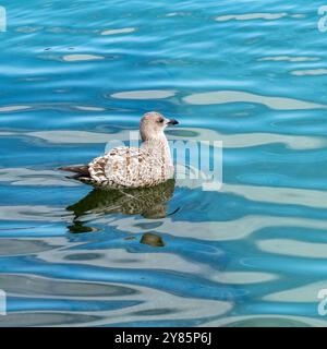 Un giovane gabbiano europeo di aringa (Larus argentatus) che galleggia in acque ondulate a settembre, Cornovaglia, Inghilterra, Regno Unito Foto Stock