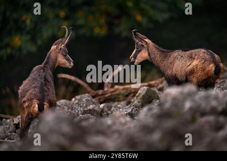 Gruppo camosci, Rupicapra rupicapra, sulla collina rocciosa, foresta sullo sfondo, collina Studenec, Repubblica Ceca. Scena della fauna selvatica con il corno, Chamois. Foto Stock