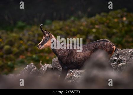 Gruppo camosci, Rupicapra rupicapra, sulla collina rocciosa, foresta sullo sfondo, collina Studenec, Repubblica Ceca. Scena della fauna selvatica con il corno, Chamois. Foto Stock