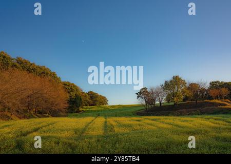 Questa foto cattura una serena scena autunnale, con la luce soffusa della sera che bagna ampi campi e alberi, alcuni dei quali sono diventati vivaci colori autunnali Foto Stock