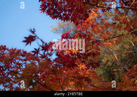 Un primo piano di vivaci foglie autunnali rosse e arancioni a Paju, Corea del Sud, contro un cielo azzurro. I colori evidenziano la bellezza del mare autunnale Foto Stock