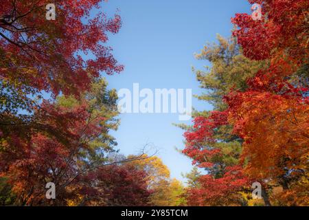 Una vivace scena autunnale a Yeoncheon, che mostra foglie rosse e arancioni luminose sotto un cielo azzurro. Il contrasto dei colori crea un vivace Foto Stock