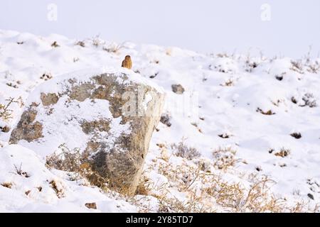 Uccello nell'habitat invernale. Chimango caracara, Phalcoboenus chimango, uccelli rapaci seduti su pietra con pietra. Falco chimango selvatico nell'habitat naturale, Foto Stock