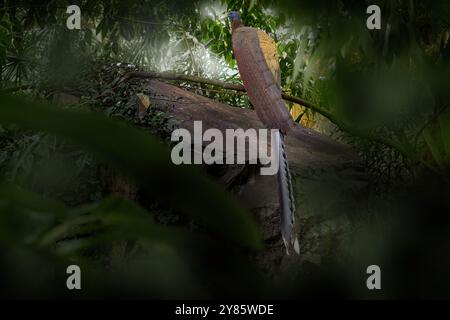 Grande argus, Argusianus argus, grande uccello con lunga coda nella foresta, Sabah, Borneo. Argus seduto sulla pietra tra gli alberi, la natura tropicale della fauna selvatica. Bir Foto Stock