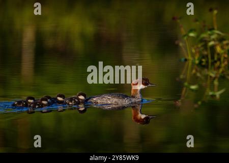 Smew, Mergus albellus, uccello femmina con cinque anatre nel lago d'acqua, Kuhmo Finlandia. Bahaviour che nidificano uccelli, luce serale in natura. Jolly Europa Foto Stock