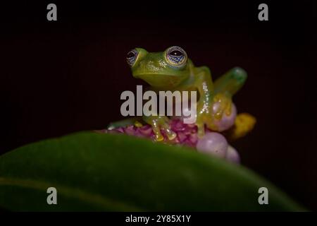 Fauna selvatica di Panama. Rana dagli occhi rossi, Agalychnis callidryas, Panama. Bella rana proveniente dalla foresta tropicale. Animale della giungla sulla fioritura del fiore rosso. Verde Foto Stock