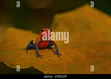 Giungla faunistica. Rana rosso-blu nella foresta. Rana veleno di fragole rosse, Dendrobates pumilio, nell'habitat naturale, Costa Rica. Primo piano verticale o Foto Stock
