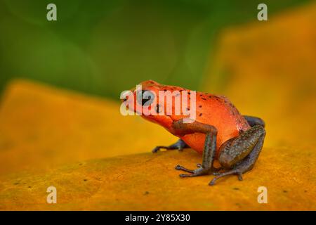 Giungla faunistica. Rana rosso-blu nella foresta. Rana veleno di fragole rosse, Dendrobates pumilio, nell'habitat naturale, Costa Rica. Primo piano verticale o Foto Stock