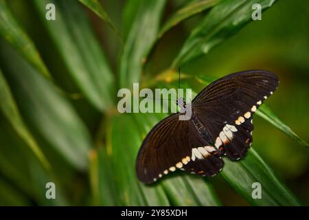 Papilio polytes, il mormone comune, insetto sui fiori fioriscono nell'habitat naturale. una farfalla dentro . Natura selvaggia. Farfalla tropicale nella giungla Foto Stock