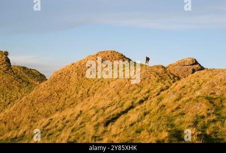 Fotografo che porta con sé un treppiede ed effettua escursioni su un crinale di montagna. Te Mata Peak (picco Mata). Hawke's Bay. Foto Stock