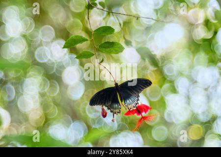 Farfalla Papilio memnon agenor Insect in fiore nell'habitat naturale. Farfalla a Hong Kong, Cina. Natura selvaggia. Farfalla tropica nel Foto Stock