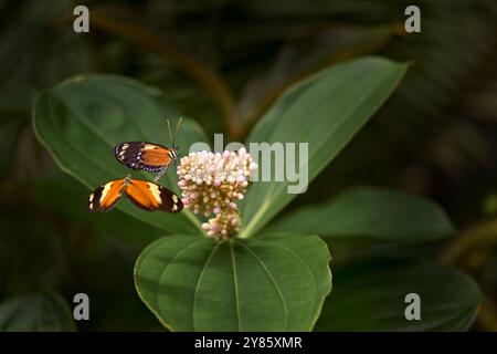 Heliconius numata, Numata longwing, farfalla Costa Rica, mosca di corteggiamento. Insetti su fiori fioriscono nell'habitat naturale. Natura selvaggia. Tropico Foto Stock