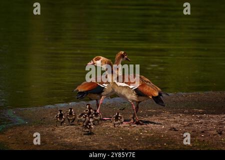 Oca egiziana, Alopochen aegyptiaca, uccello con la giovane anatra gosling. Foto di uccelli di famiglia vicino al fiume vater a Kuhmo, Finlandia. Goose nella natura è un'abitudine Foto Stock