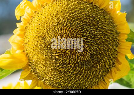 Primo piano della testa di grande girasole, Helianthus annuus. Foto Stock