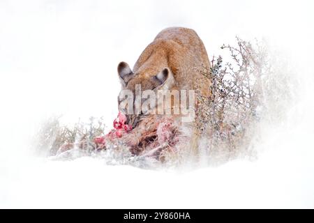 Puma catch lama guanaco, habitat naturale invernale con neve, Torres del Paine, Cile. Gatto selvaggio Cougar, puma concolor, neve tramonto luce e pericoloso Foto Stock