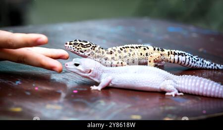 Leopard Gecko ( Eublepharis macularius ). Animali esotici nell'ambiente umano. Alimentazione rettile da insetti , tenendo e nutrendo un leopardo Foto Stock