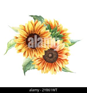 Composizione di girasoli gialli, vibrante grande pianta annuale di forb. Illustrazione ad acquerello botanico disegnata a mano Foto Stock