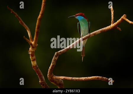 Merops viridis, un mangiatore di api dalla gola blu, seduto sul vecchio ramo di gemellaggio dell'albero. Bellissimo uccello blu nell'habitat naturale della foresta, Kinabatangan riv Foto Stock