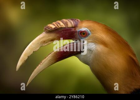 Il carpino di Blyth, il Rhyticeros plicatus, un ritratto dettagliato nell'habitat naturale. Carpino papuano nella foresta tropicale della Papua Occidentale. Uccello in Th Foto Stock