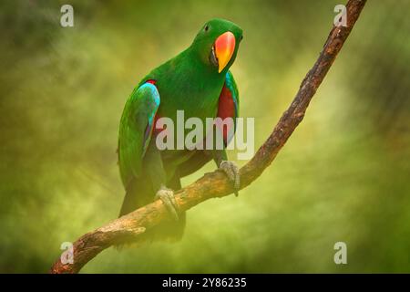 Papuan eclectus, eclectus rosso, Eclectus polychloros, nuova Guinea, nella vegetazione verde. Papuan eclectus, uccello nell'habitat naturale della foresta, Pa Foto Stock