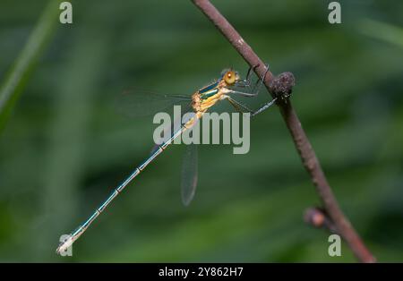 Damigella di smeraldo Lestes sponsa seduta su uno stelo di pianta. Foto Stock