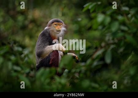 Red-shanked douc langur, Pygathrix namaeus, ritratto dettagliato di una rara scimmia andemica nell'habitat naturale. La fauna selvatica del Vietnam, Danang. Testa portrai Foto Stock