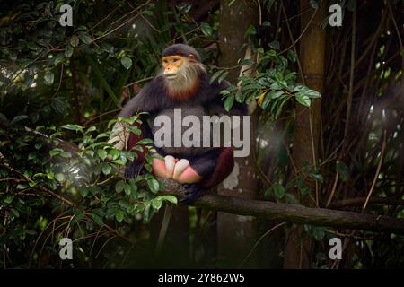 Red-shanked douc langur, Pygathrix namaeus, ritratto di una rara scimmia andemica nell'habitat naturale. La fauna selvatica del Vietnam, Danang. Langur in una casa di cura naturale Foto Stock