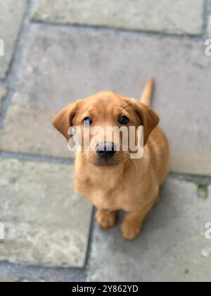 Cucciolo di Golden Labrador Retriever Foto Stock