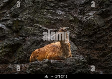 Tahr himalayano, Hemitragus jemlahicus, ungulato dai piedi pari originario dell'Himalaya nel Tibet meridionale. Capra selvatica nell'habitat naturale di pietra rocciosa, Mount Foto Stock