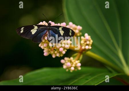 Heliconius doris, Doris longwing, farfalla del Costa Rica in America Centrale. Heliconius, insetto bello seduto sul verde lasciare nella natura Foto Stock