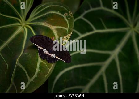 Papilio polytes, il mormone comune, insetto sui fiori fioriscono nell'habitat naturale. una farfalla dentro . Natura selvaggia. Farfalla tropicale nella giungla Foto Stock