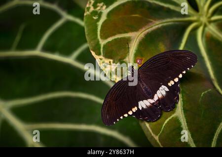 Papilio polytes, il mormone comune, insetto sui fiori fioriscono nell'habitat naturale. una farfalla dentro . Natura selvaggia. Farfalla tropicale nella giungla Foto Stock