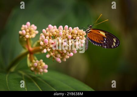 Heliconius numata, Numata longwing, farfalla Costa Rica, mosca di corteggiamento. Insetti su fiori fioriscono nell'habitat naturale. Natura selvaggia. Tropico Foto Stock