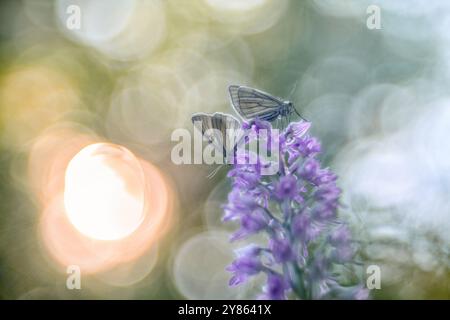 Coppia di coppie di farfalle che si accoppiano sull'orchidea selvatica. Siona lineata, la farfalla della falena venata nera con Orchis militaris, Orchidea militare, sole nel bac Foto Stock