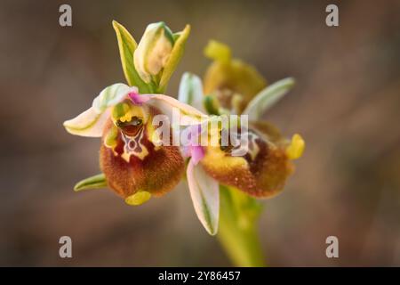 Ophrys fuciflora ssp. Oxyrrhynchos, orchidea-ragno tardiva, Sicilia, Italia. Fioritura di orchidee selvatiche terrestri europee, habitat naturale. Bellissimi dettagli di Foto Stock