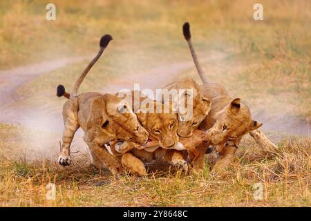 I leoni catturano l'antlelope, il fiume Khwai, il Botswana ad Afica. Famiglia di grandi gatti nell'habitat naturale, nella natura del Botswana. Leone uccide il comportamento in natura. Preda di gatti Foto Stock