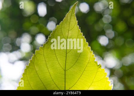 Carta Mulberry ( Broussonetia papyrifera ) foglia nella foresta di Mabira - Uganda Foto Stock