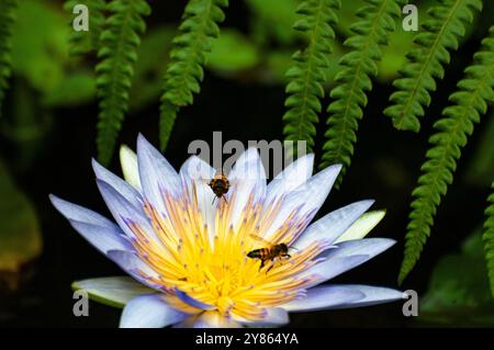 Un'ape su un giglio d'acqua blu (Nymphaea nouchali) - Lago Vittoria - Uganda Foto Stock