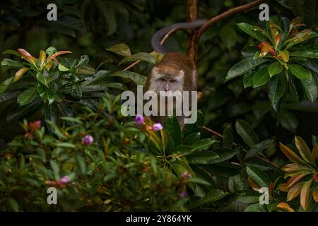 Scimmia selvatica in fiore rosa albero. Macaca fascicularis, macaco dalla coda lunga, nell'habitat naturale della foresta della giungla, Bako NP, Borneo in Malesia. Mac Foto Stock